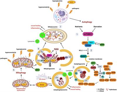 The roles of autophagy and mitophagy in corneal pathology: current knowledge and future perspectives